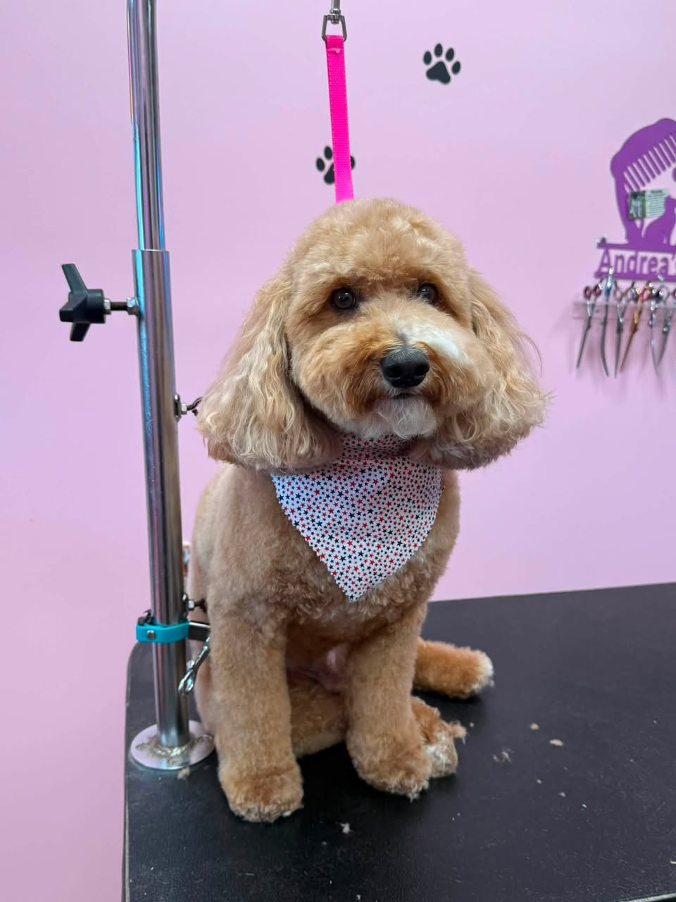 Freshly groomed cockapoo sitting at Bailey's Paws N Spa