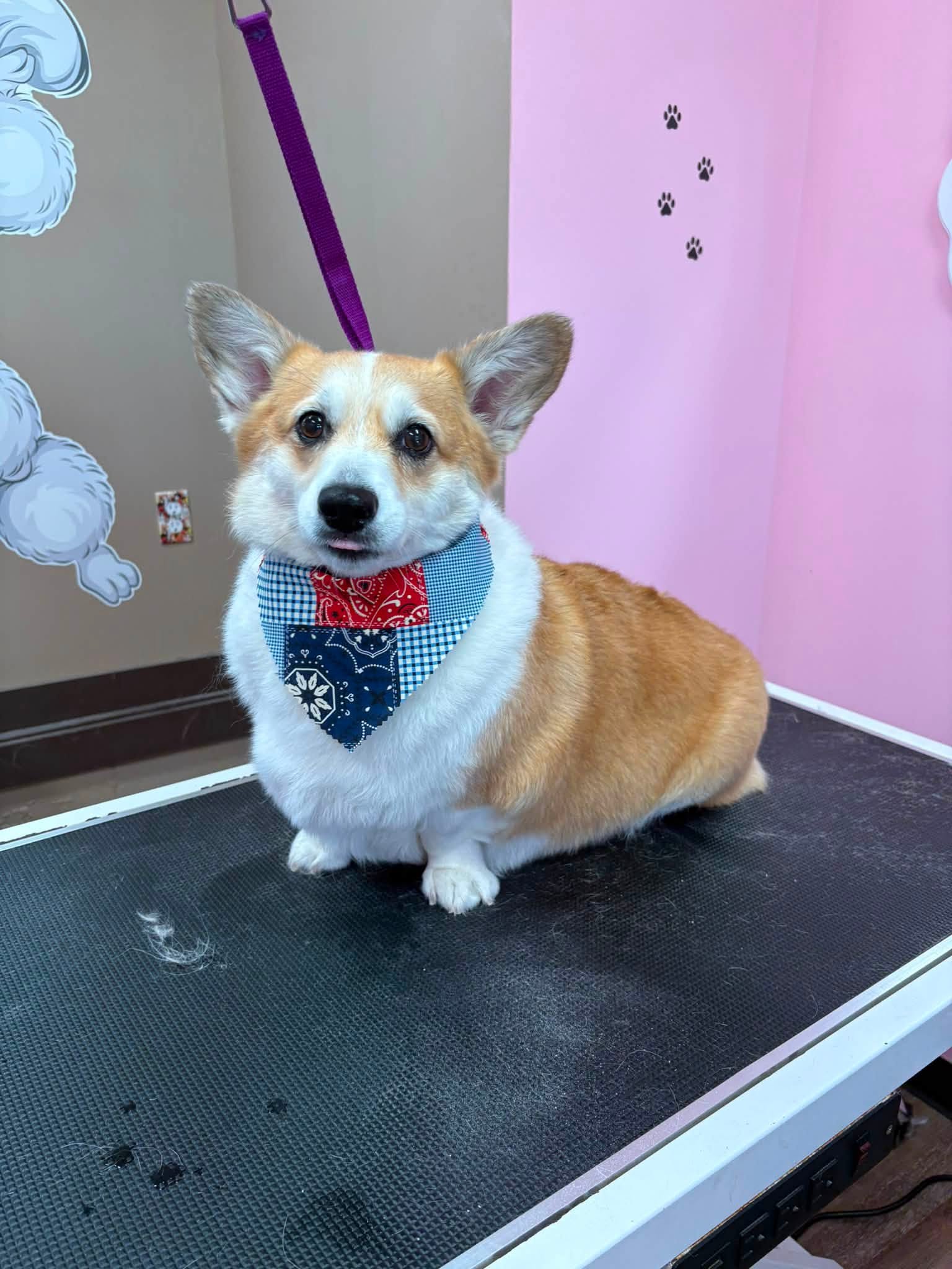 Freshly groomed corgi smiling at Bailey's Paws N Spa