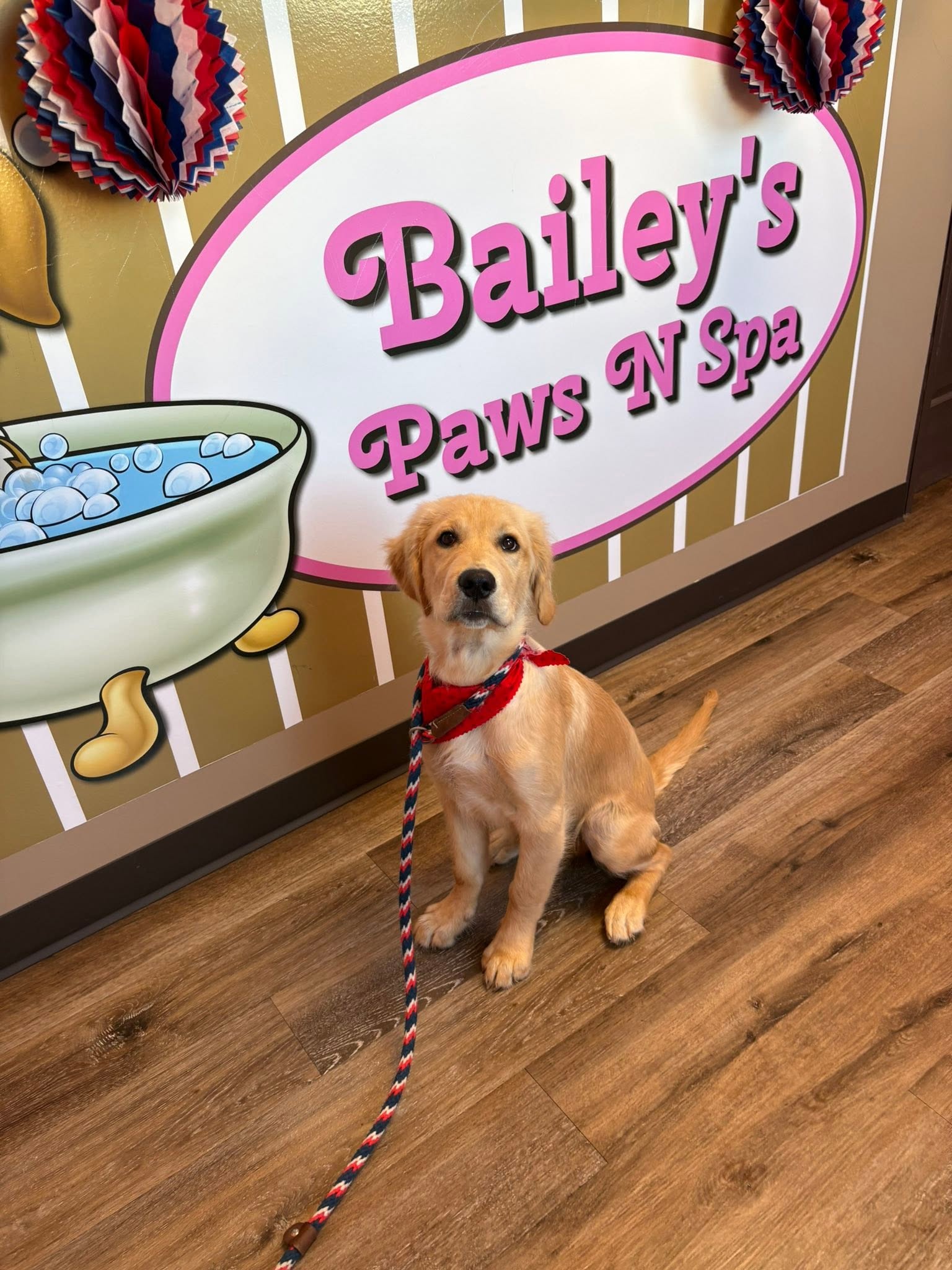 Freshly groomed golden puppy sitting at Bailey's Paws N Spa