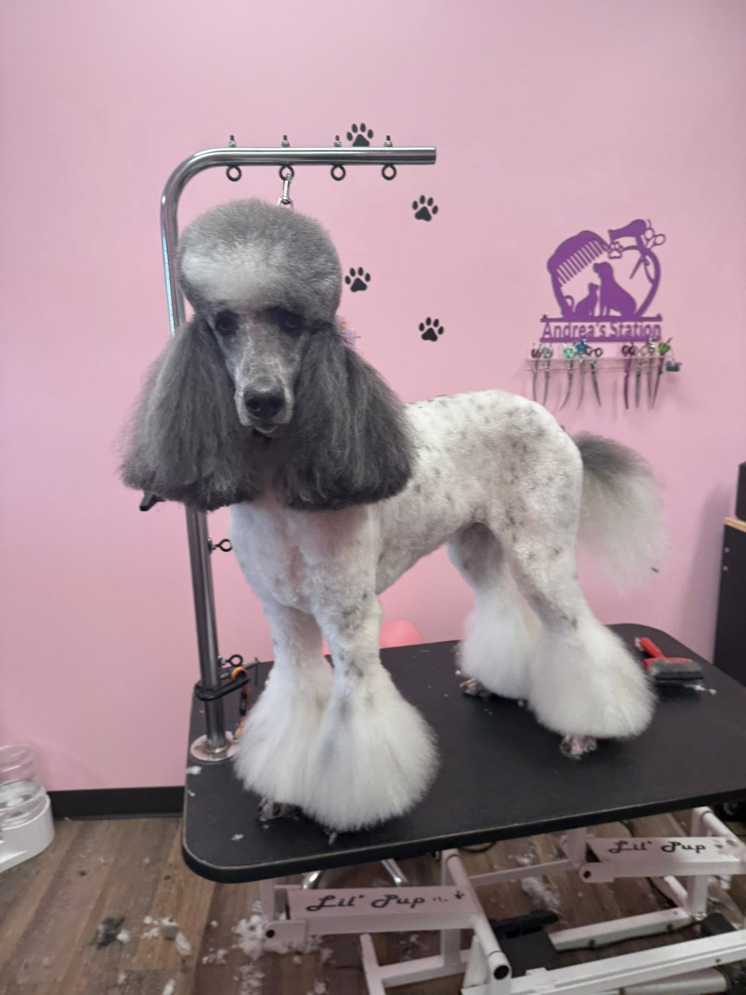 Freshly groomed grey poodle sitting at Bailey's Paws N Spa