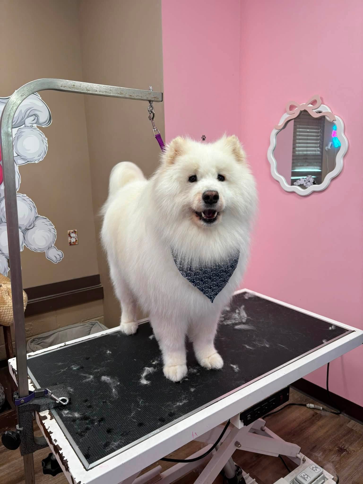 Freshly groomed samoyed smiling at Bailey's Paws N Spa